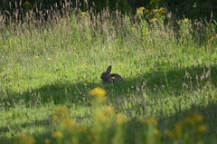 Oryctolagus cuniculus