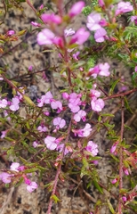 Muraltia satureioides
