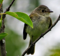 Empidonax minimus