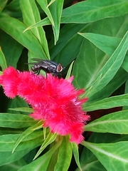 Linaceae