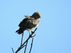 Circaetus gallicus