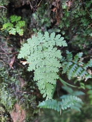 Dryopteris paleolata
