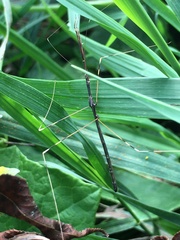 Emesaya brevipennis