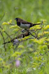 Lonchura leucogastroides