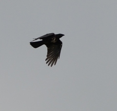 Corvus cornix × corone