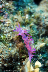Flabellina affinis