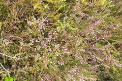 Muraltia satureioides