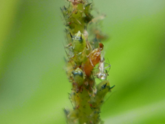 Impatientinum asiaticum