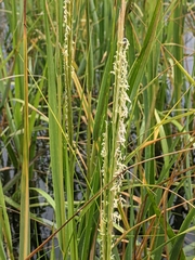 Sporobolus alterniflorus