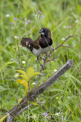 Lonchura leucogastroides