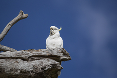 Cacatua galerita