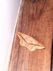Striglina