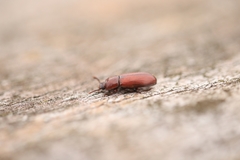 Uloma culinaris