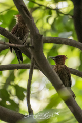 Chrysophlegma miniaceum