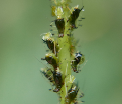 Impatientinum asiaticum