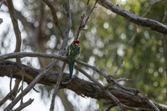 Platycercus eximius