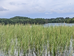 Sporobolus alterniflorus