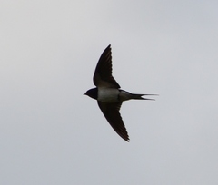 Hirundo rustica