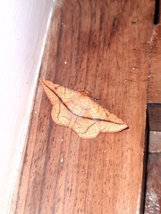 Striglina