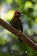 Chrysophlegma miniaceum