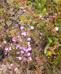 Muraltia satureioides