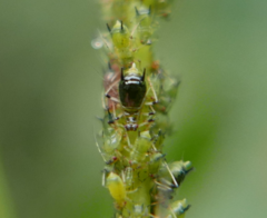 Impatientinum asiaticum