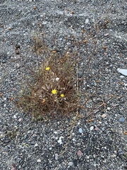 Reichardia picroides