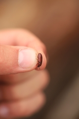 Uloma culinaris