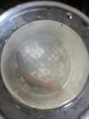 Gyrinophilus porphyriticus