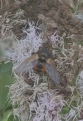 Tachina fera
