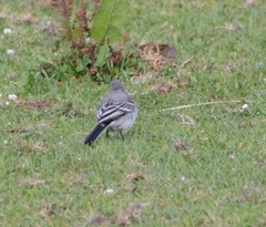 Motacilla alba