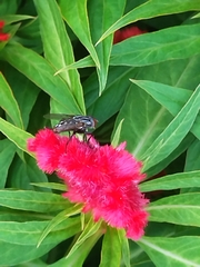 Linaceae