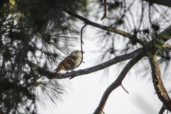 Pachycephala pectoralis