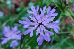 Knautia dipsacifolia