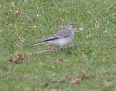 Motacilla alba