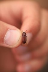 Uloma culinaris
