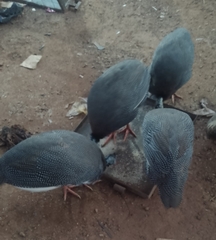 Numida meleagris domesticus