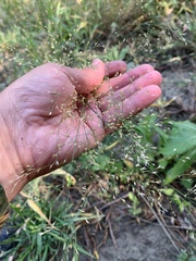 Poa palustris