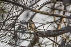 Pachycephala pectoralis