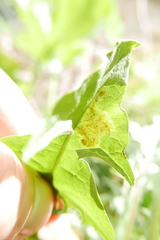 Liriomyza taraxaci