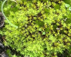 Pseudocrossidium crinitum