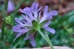 Knautia dipsacifolia