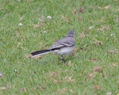Motacilla alba
