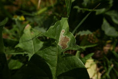 Liriomyza taraxaci