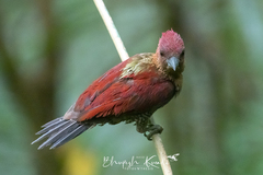 Chrysophlegma miniaceum