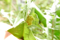 Liriomyza taraxaci