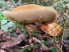 Suillus grevillei
