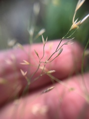Poa palustris