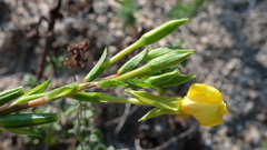 Oenothera