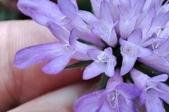 Knautia dipsacifolia